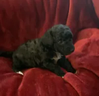 Nugget, a female Miniature Goldendoodle for sale in Tracy, CA – 4 of 6