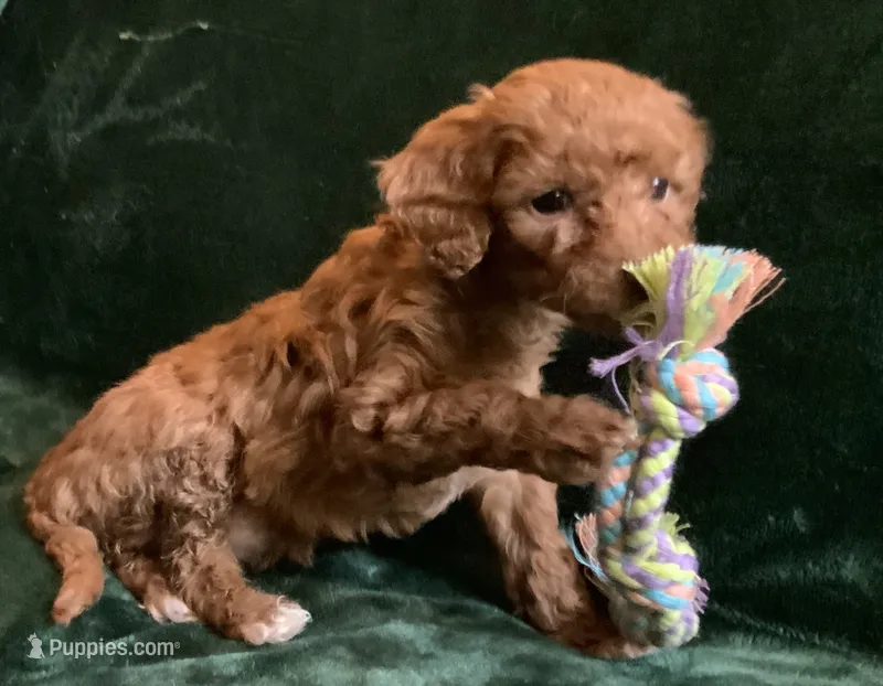 Ginger  – Miniature Goldendoodle puppy for sale in Tracy, CA