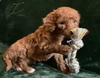 Ginger , a female Miniature Goldendoodle for sale in Tracy, CA – 1 of 9