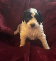 Sasha, a male Miniature Goldendoodle for sale in Tracy, CA – 6 of 10