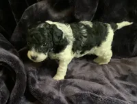 Arlo, a male Miniature Goldendoodle for sale in Tracy, CA – 9 of 10