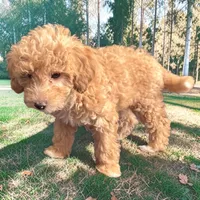 Goldie, a female Miniature Goldendoodle for sale in Tracy, CA – 6 of 9