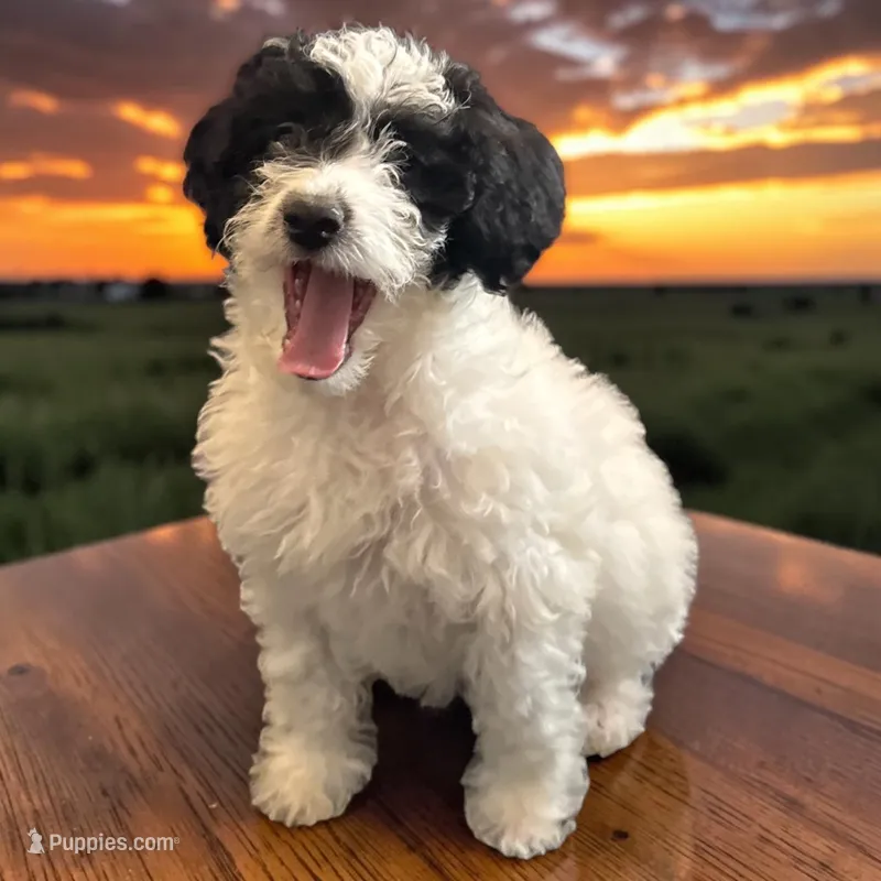 Sasha – Miniature Goldendoodle puppy for sale in Tracy, CA