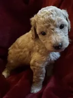Goldie, a female Miniature Goldendoodle for sale in Tracy, CA – 2 of 9