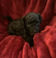 Nugget, a female Miniature Goldendoodle for sale in Tracy, CA – 3 of 6