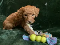 Ginger , a female Miniature Goldendoodle for sale in Tracy, CA – 8 of 9