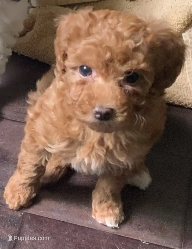 Ginger  – Miniature Goldendoodle puppy for sale in Tracy, CA