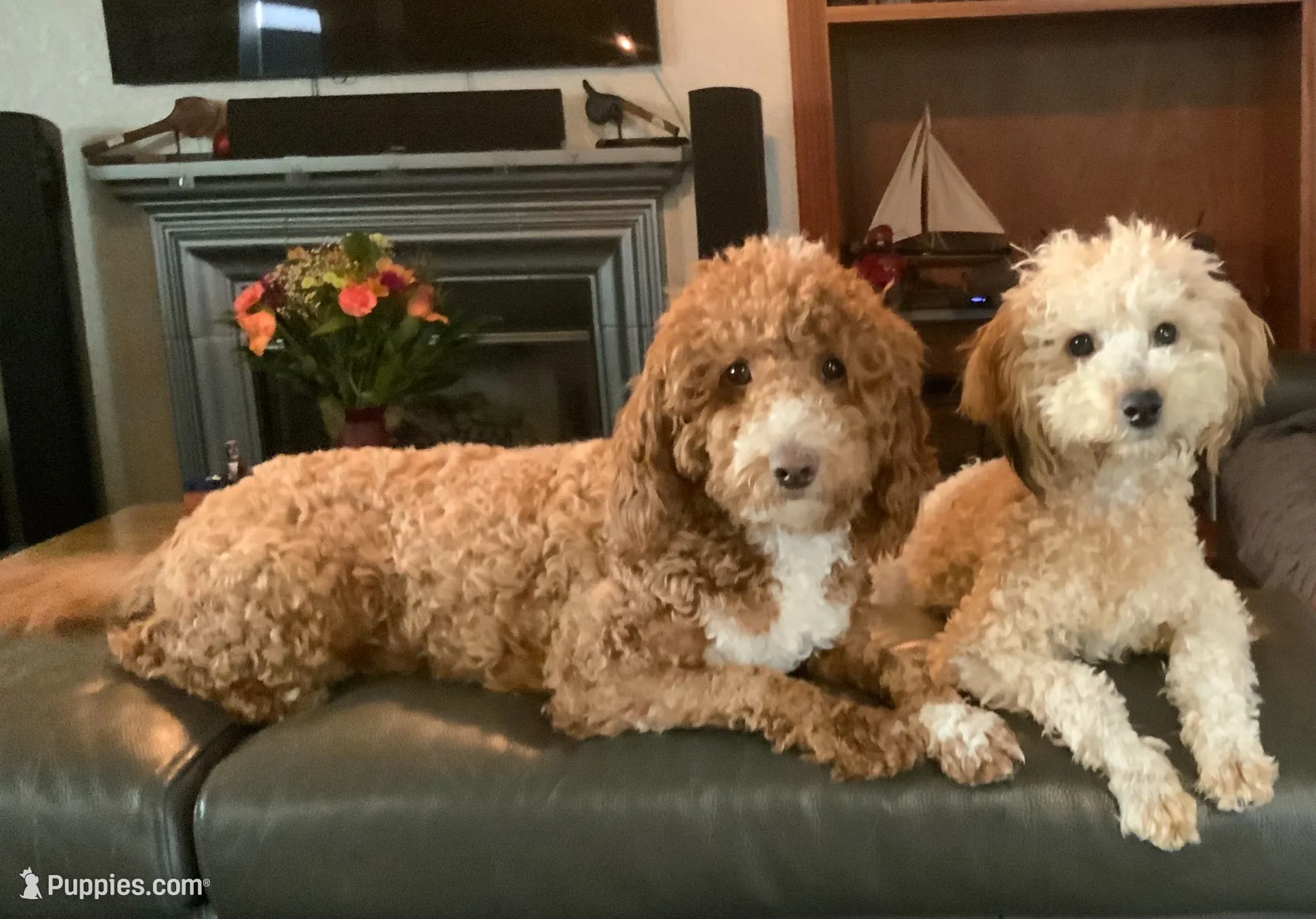 Goldie, a female Miniature Goldendoodle for sale in Tracy, CA – 9 of 9