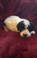Sasha, a male Miniature Goldendoodle for sale in Tracy, CA – 4 of 10