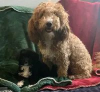 Kiki, a male Miniature Goldendoodle for sale in Tracy, CA – 7 of 7