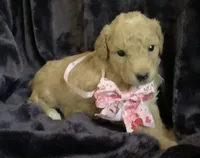 Goldie, a female Miniature Goldendoodle for sale in Tracy, CA – 7 of 9