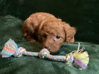 Ginger , a female Miniature Goldendoodle for sale in Tracy, CA – 7 of 9