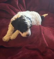 Sasha, a male Miniature Goldendoodle for sale in Tracy, CA – 5 of 10