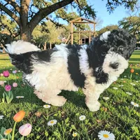 Orie , a male Miniature Goldendoodle for sale in Tracy, CA – 7 of 7