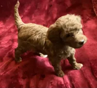 Ginger , a female Miniature Goldendoodle for sale in Tracy, CA – 6 of 9