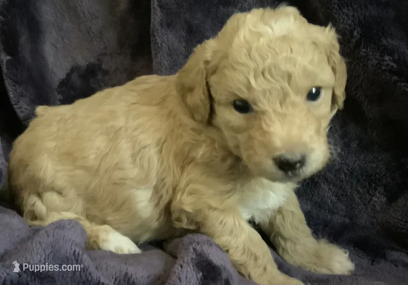 Goldie – Miniature Goldendoodle puppy for sale in Tracy, CA