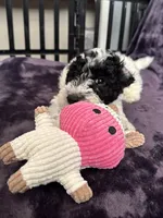 Boby, a male Miniature Goldendoodle for sale in Tracy, CA – 8 of 10