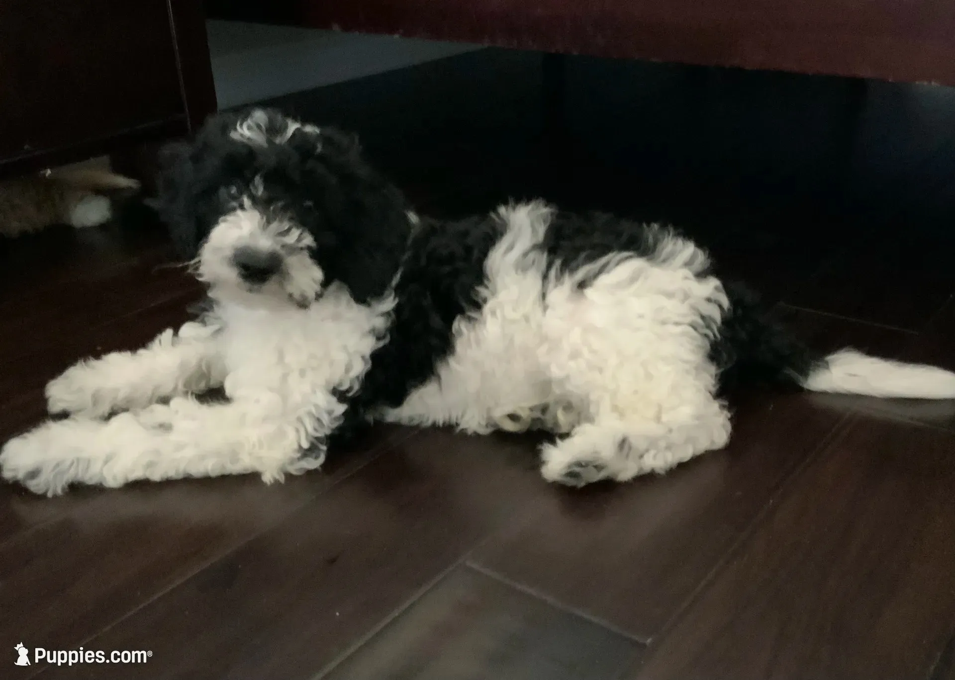 Orie , a male Miniature Goldendoodle for sale in Tracy, CA – 3 of 7