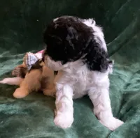 Arlo, a male Miniature Goldendoodle for sale in Tracy, CA – 7 of 8