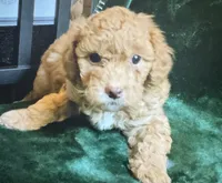 Milo, a male Miniature Goldendoodle for sale in Tracy, CA – 2 of 3