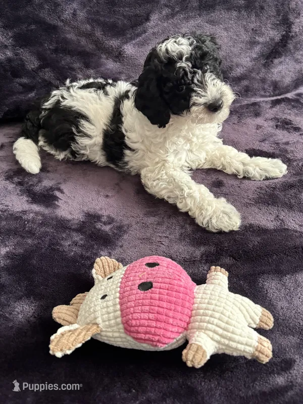 Boby – Miniature Goldendoodle puppy for sale in Tracy, CA