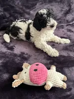 Boby, a male Miniature Goldendoodle for sale in Tracy, CA – 3 of 10