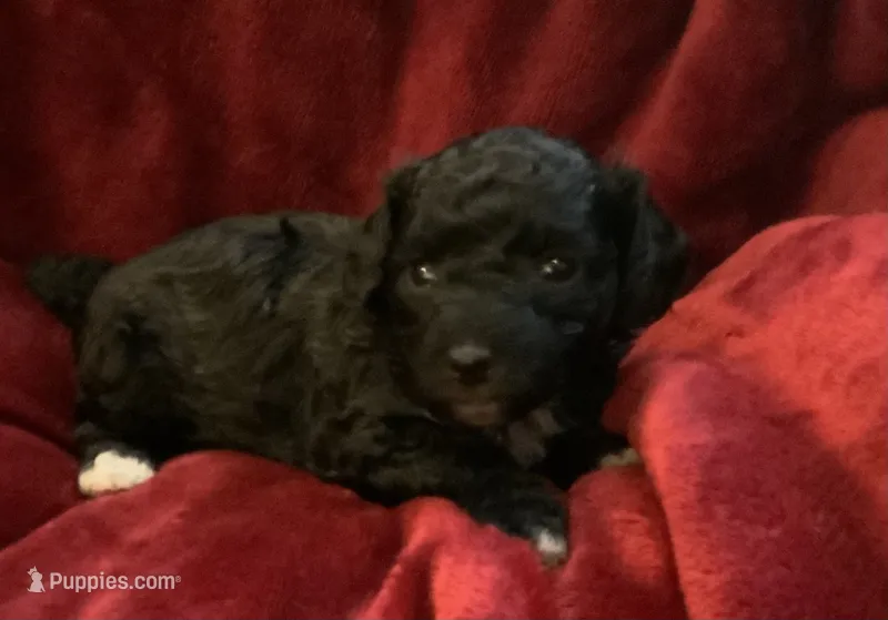 Nugget – Miniature Goldendoodle puppy for sale in Tracy, CA