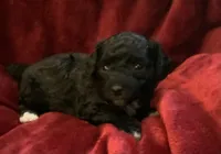 Nugget, a female Miniature Goldendoodle for sale in Tracy, CA – 1 of 6