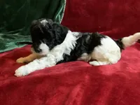 Gigi , a female Miniature Goldendoodle for sale in Tracy, CA – 3 of 8