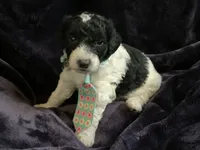 Ollie, a male Miniature Goldendoodle for sale in Tracy, CA – 5 of 7