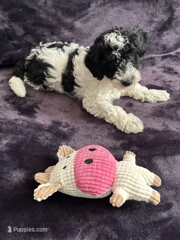 Boby – Miniature Goldendoodle puppy for sale in Tracy, CA