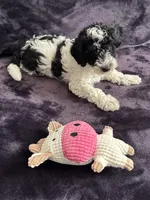 Boby, a male Miniature Goldendoodle for sale in Tracy, CA – 6 of 10
