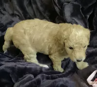 Goldie, a female Miniature Goldendoodle for sale in Tracy, CA – 6 of 9