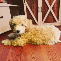 Goldie, a female Miniature Goldendoodle for sale in Tracy, CA – 4 of 9
