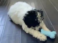Sasha, a male Miniature Goldendoodle for sale in Tracy, CA – 2 of 9