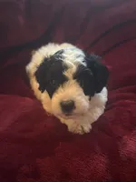 Sasha, a male Miniature Goldendoodle for sale in Tracy, CA – 8 of 10