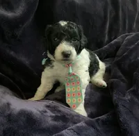 Ollie, a male Miniature Goldendoodle for sale in Tracy, CA – 7 of 7