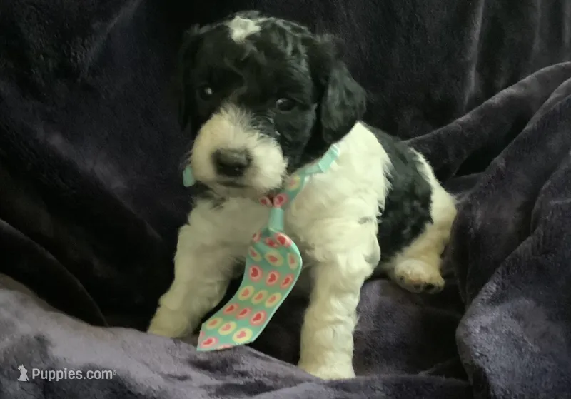 Ollie – Miniature Goldendoodle puppy for sale in Tracy, CA