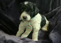 Ollie, a male Miniature Goldendoodle for sale in Tracy, CA – 1 of 7