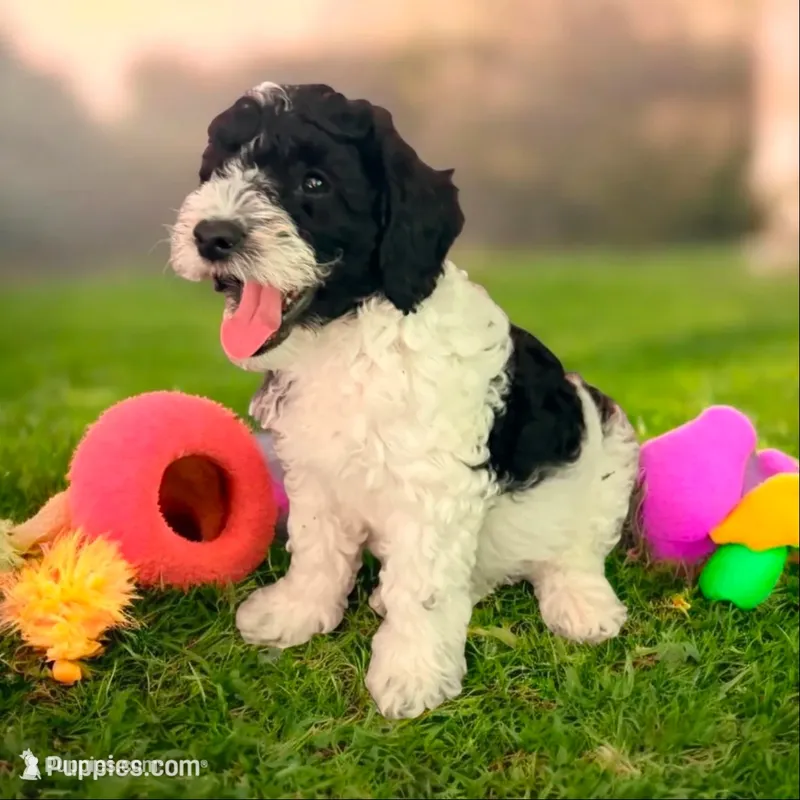 Orie  – Miniature Goldendoodle puppy for sale in Tracy, CA