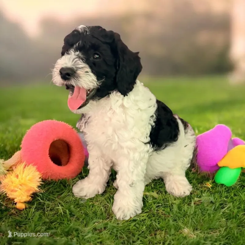 Ollie – Miniature Goldendoodle puppy for sale in Tracy, CA