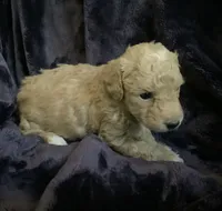 Goldie, a female Miniature Goldendoodle for sale in Tracy, CA – 8 of 9