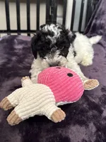 Boby, a male Miniature Goldendoodle for sale in Tracy, CA – 4 of 10