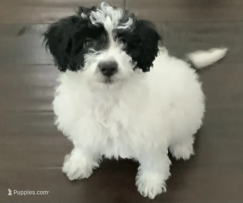 Sasha – Miniature Goldendoodle puppy for sale in Tracy, CA