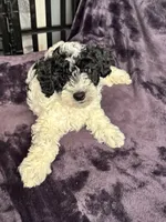 Boby, a male Miniature Goldendoodle for sale in Tracy, CA – 1 of 10