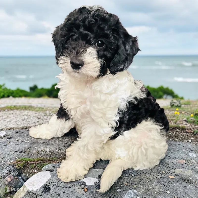 Gigi  – Miniature Goldendoodle puppy for sale in Tracy, CA