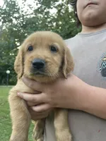 Millie- light purple collar, a female Golden Retriever for sale in Knoxville, TN – 3 of 3