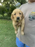 Sunny- Yellow Collar, a female Golden Retriever for sale in Knoxville, TN – 2 of 2