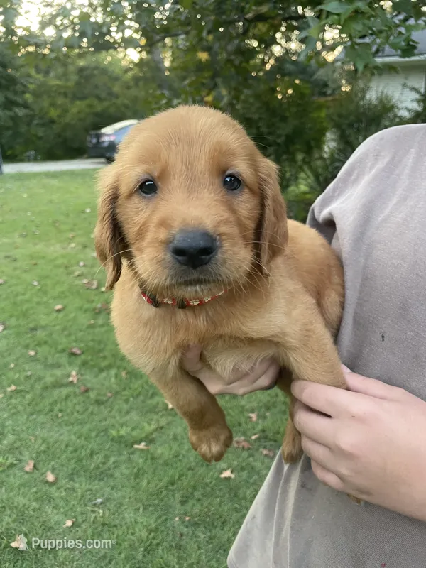 Cooper- Red Collar – Golden Retriever puppy for sale in Knoxville, TN