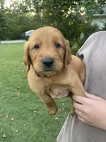 Cooper- Red Collar, a male Golden Retriever for sale in Knoxville, TN – 1 of 2